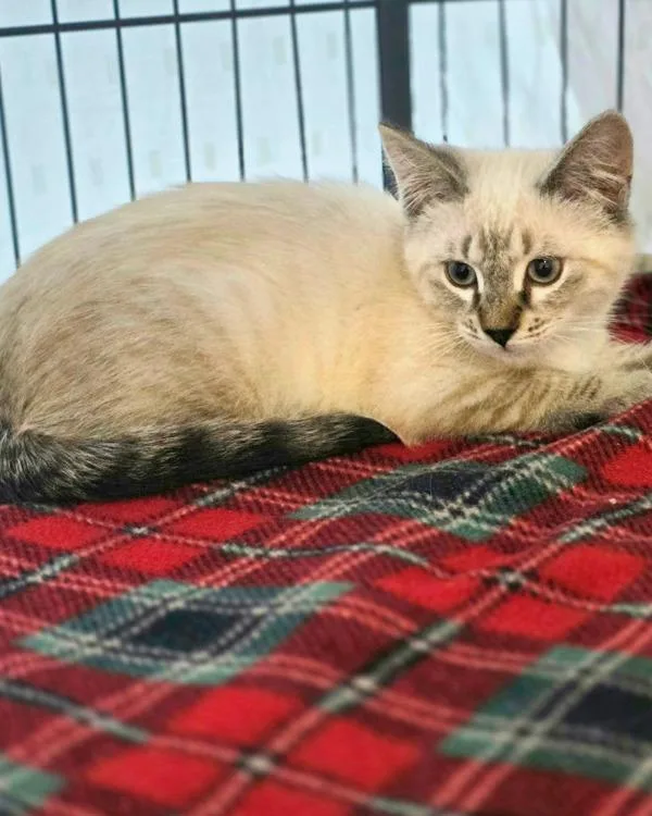 A baby small-sized female Domestic Short Hair cat named Bijou for adoption in Novato, CA