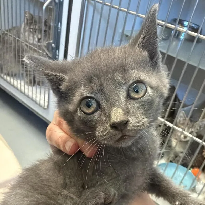 A baby small-sized male Gray / Blue / Silver Russian Blue cat named Midas for adoption in Rocky Mount, VA