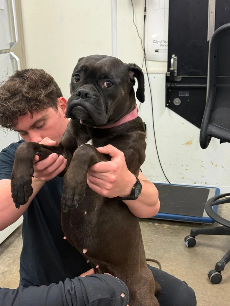An adult medium-sized female Boxer dog named Eleve for adoption in Woodbury, MN