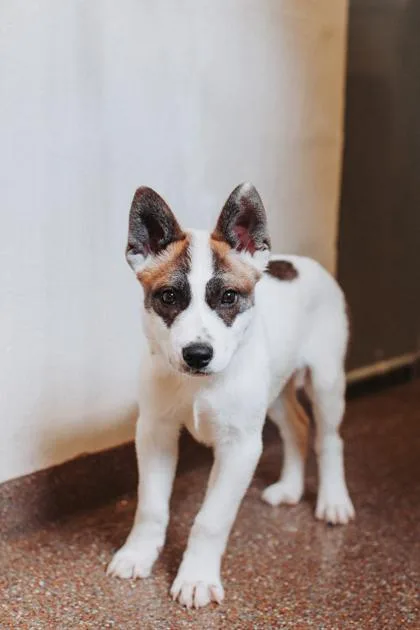 A Firebolt thumbnail 2