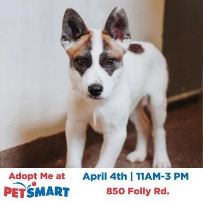 A Firebolt thumbnail 3