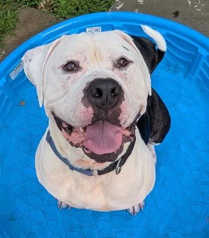 Rosco