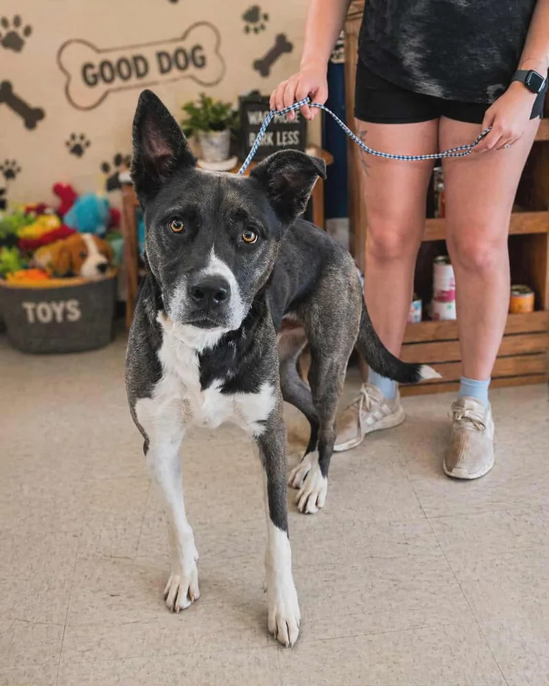 An adult medium-sized male Gray / Blue / Silver Dutch Shepherd dog named Simon for adoption in Houston, TX