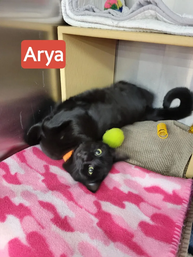 An adult medium-sized female Black Domestic Short Hair cat named Arya for adoption in Mechanicsburg, PA