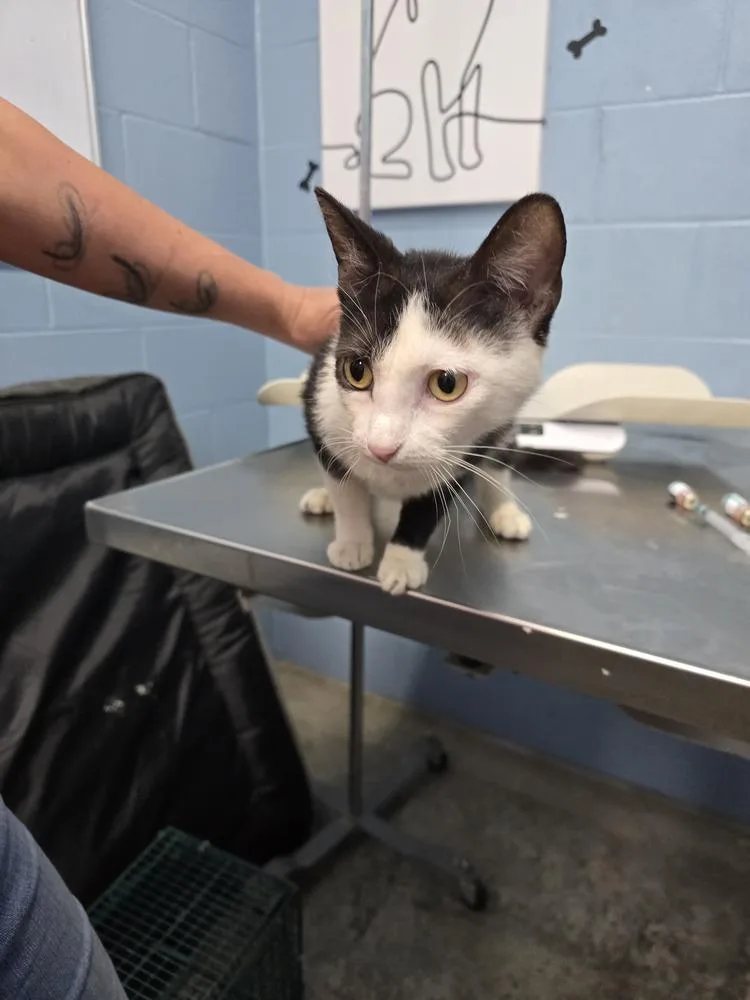 An adult small-sized female Black & White / Tuxedo Domestic Short Hair cat named Groceries for adoption in Evansville, IN