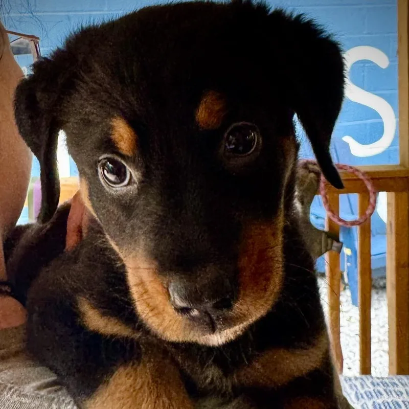 A baby large-sized female Black Beauceron dog named Galleria for adoption in Decatur, GA