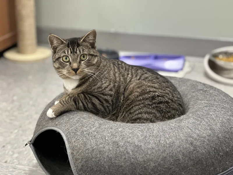 A young large-sized male Tabby (Brown / Chocolate) Domestic Short Hair cat named Rikki for adoption in Newburgh, NY