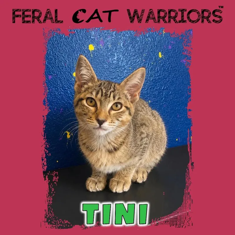 A baby small-sized female Brown / Chocolate Domestic Short Hair cat named Tini for adoption in Kingman, AZ