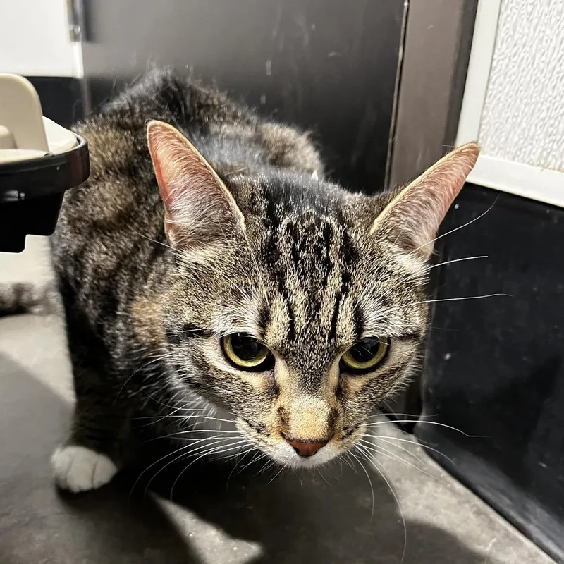 A young medium-sized female Brown / Chocolate Domestic Short Hair cat named Bella for adoption in Tampa, FL