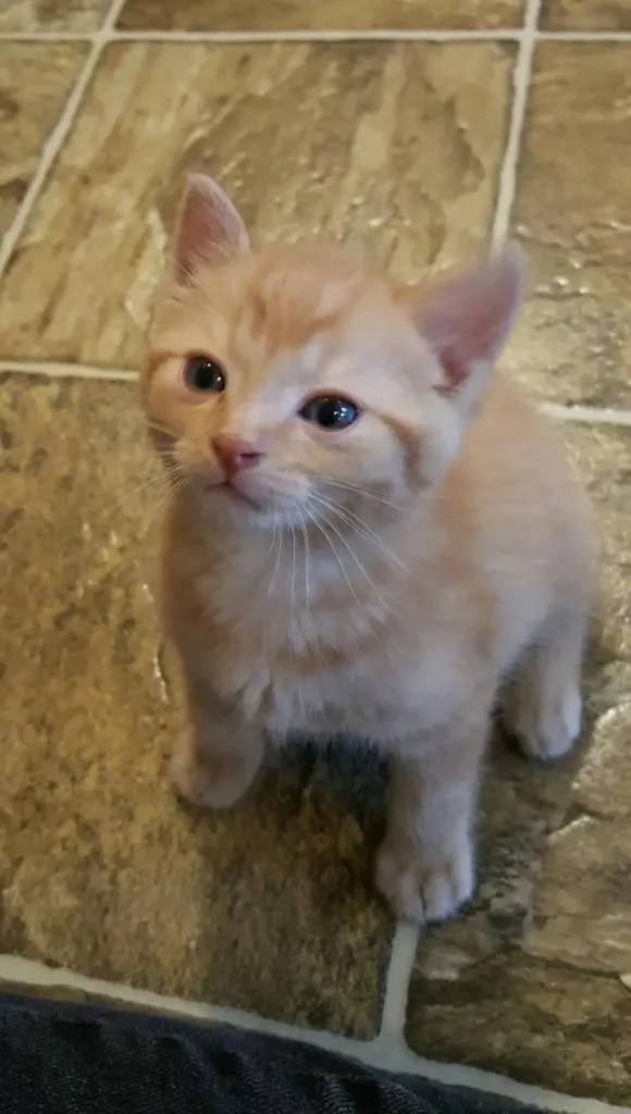 A baby medium-sized male Tabby (Orange / Red) Domestic Short Hair cat named Sumac for adoption in Tomah, WI