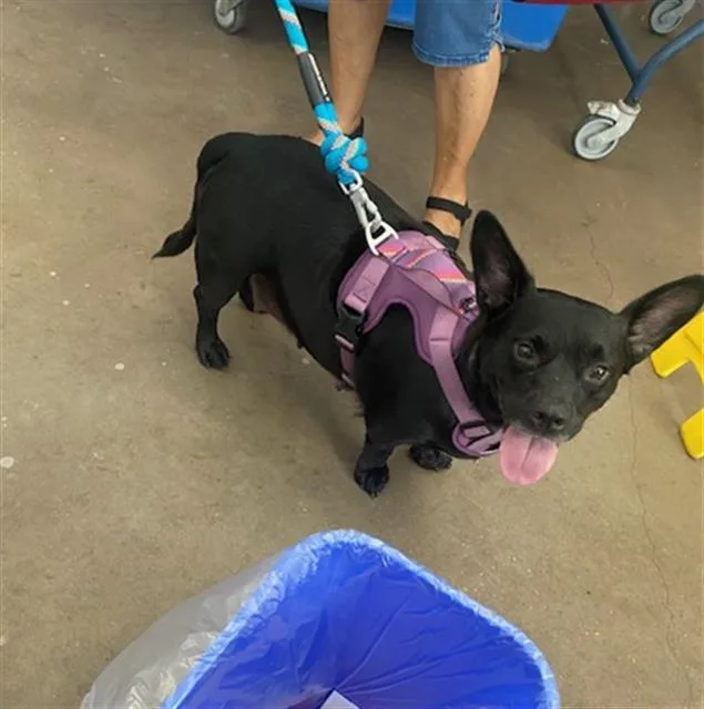 An adult medium-sized female Mixed Breed dog named Laila for adoption in Dallas, TX