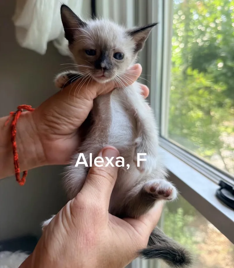 A baby small-sized female Buff / Tan / Fawn Siamese cat named Alexa for adoption in Shrewsbury, MA