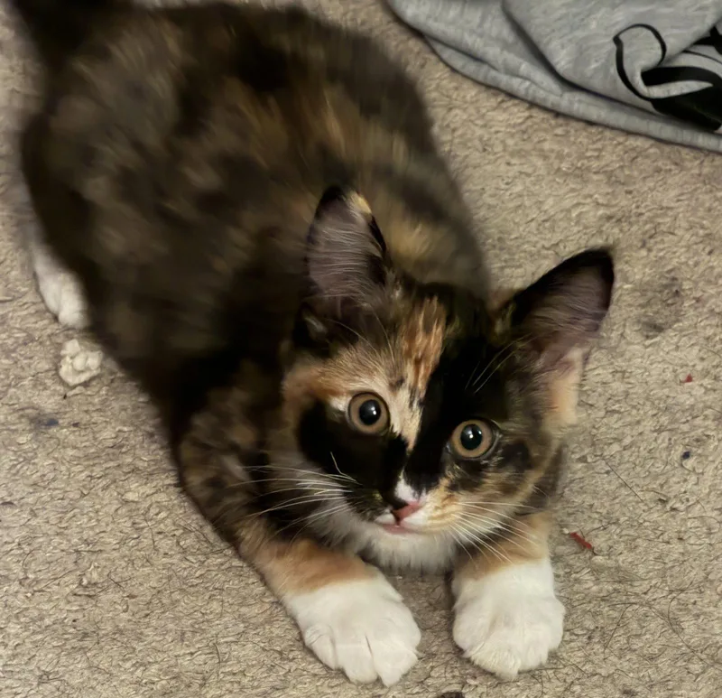 A young large-sized female Domestic Long Hair cat named Betsy for adoption in Morgan Hill, CA