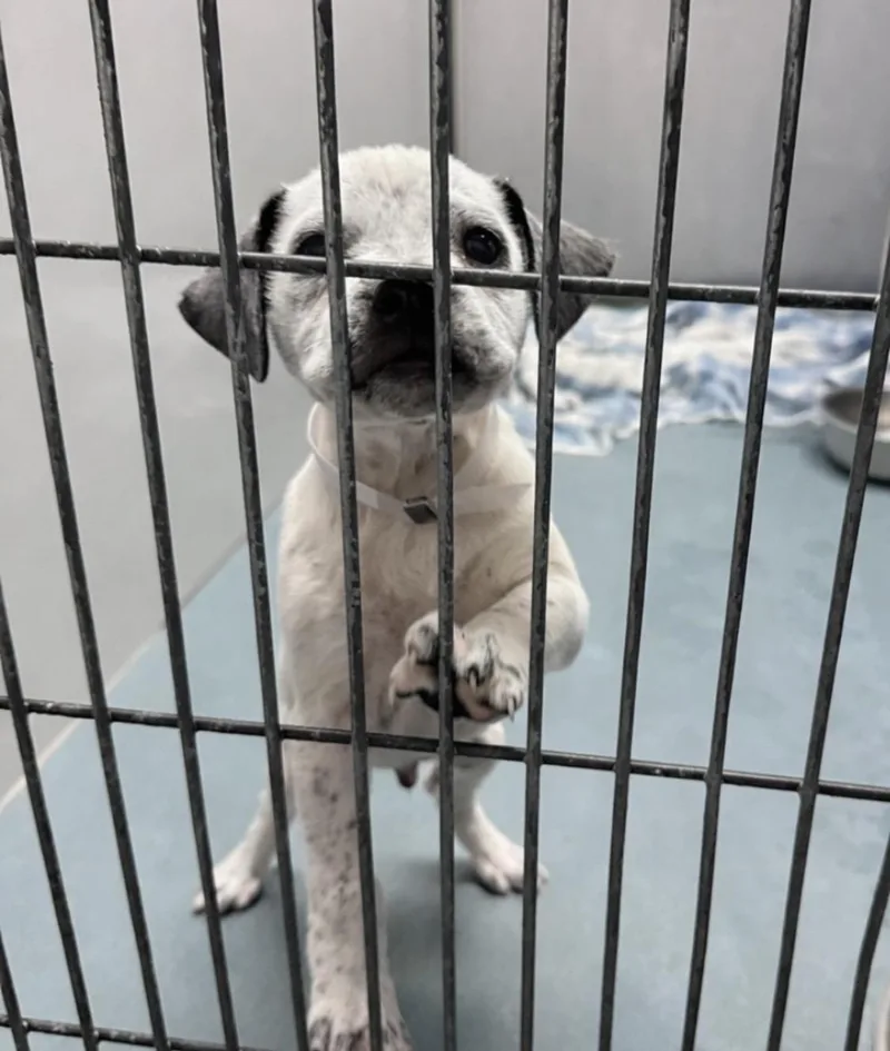 A baby medium-sized male Mixed Breed dog named Nuggeti’m Just A Baby… for adoption in Conway, SC