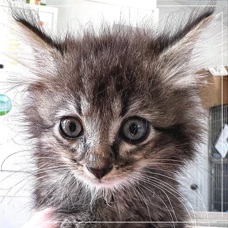 A baby small-sized female Gray / Blue / Silver Domestic Medium Hair cat named Veronica for adoption in Chapel Hill, NC