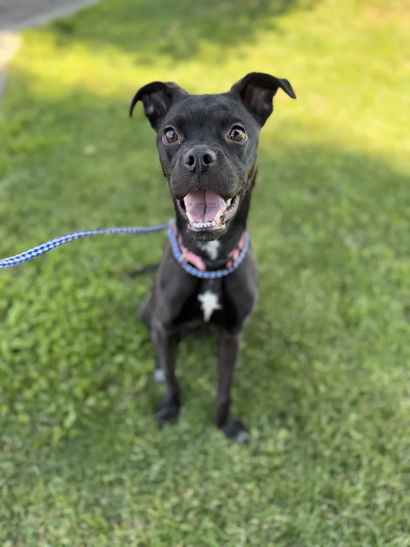 A young medium-sized female Black Labrador Retriever dog named Ariel for adoption in Oakdale, CA