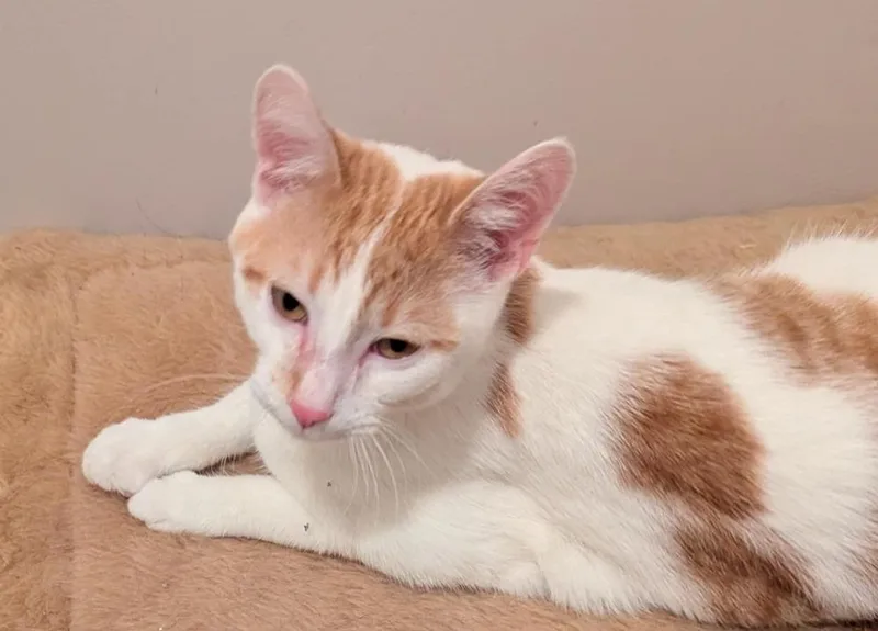 A baby medium-sized male Domestic Short Hair cat named Quentin for adoption in South Bend, IN