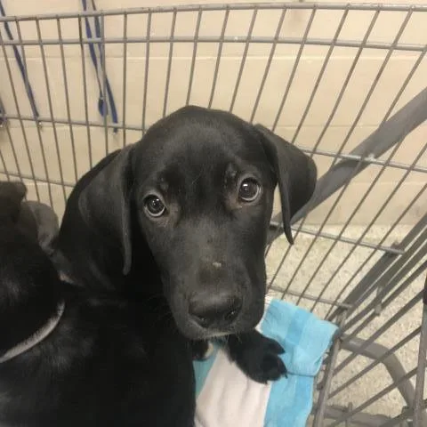 A baby small-sized male Labrador Retriever dog named Harry for adoption in Conroe, TX