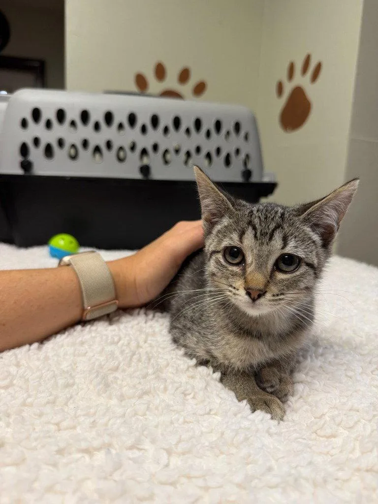 A baby small-sized male Domestic Short Hair cat named Halo for adoption in Lovingston, VA