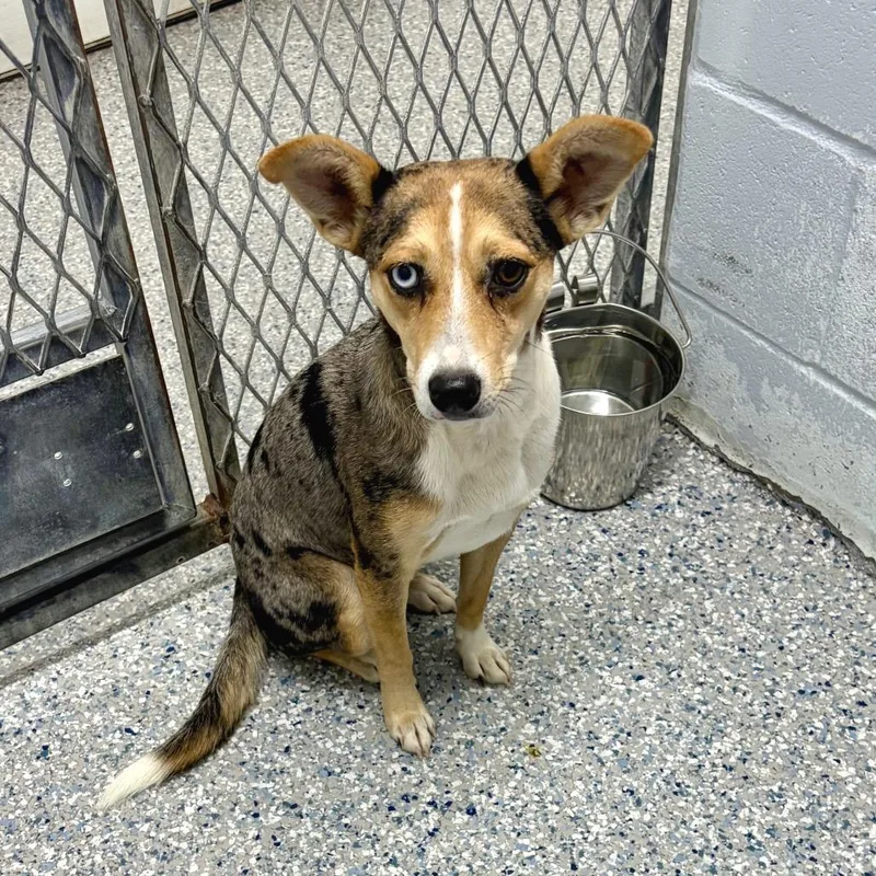 An adult medium-sized female Catahoula Leopard Dog dog named Nova for adoption in Livingston, TX