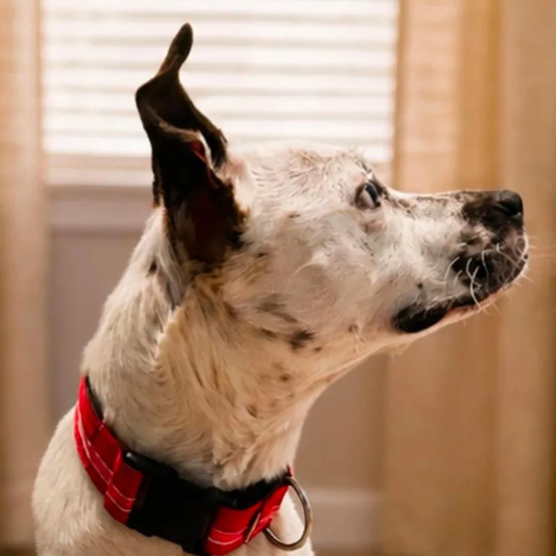 An adult medium-sized female White / Cream Cattle Dog dog named Willow MC for adoption in Austin, TX