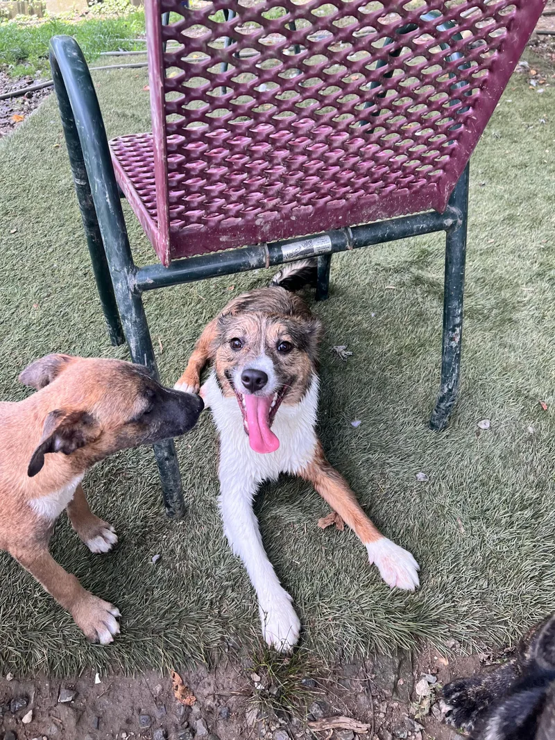 A young medium-sized female Terrier dog named Poppy for adoption in Tracy City , TN