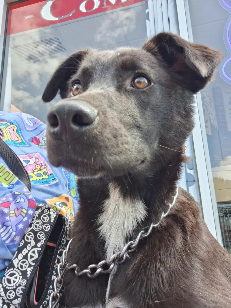 A baby medium-sized female Black Labrador Retriever dog named Scraps for adoption in Parma, OH