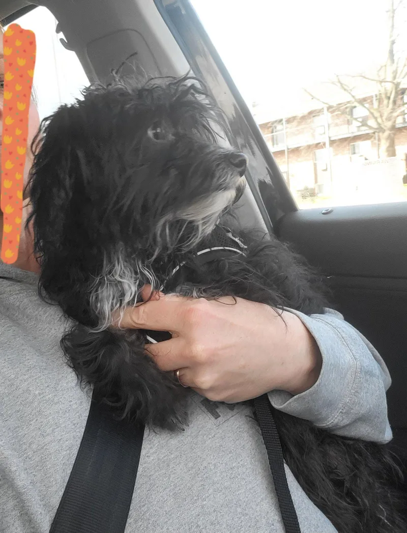 Prince Luca thumbnail 2