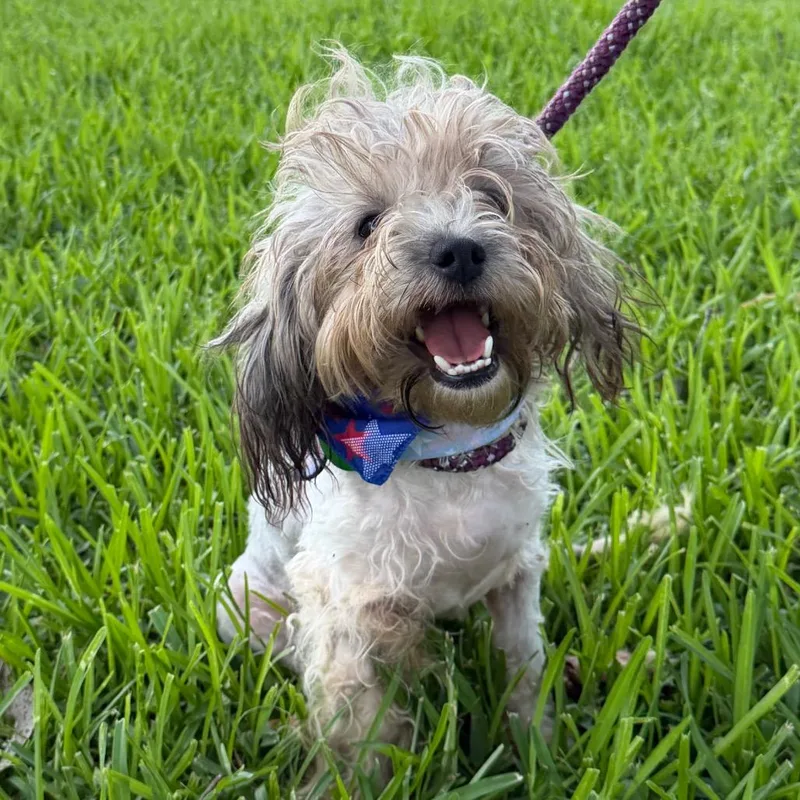 A young small-sized female Gray / Blue / Silver Shih Tzu dog named Juliet for adoption in New Orleans, LA