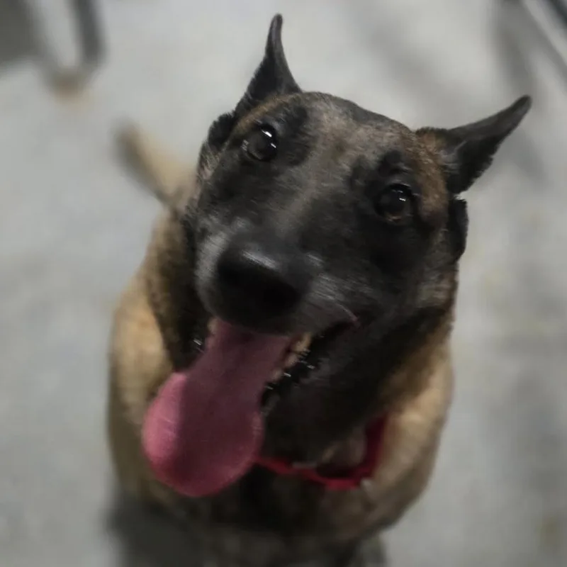 A senior large-sized female Belgian Shepherd / Malinois dog named Mia for adoption in Pahrump, NV