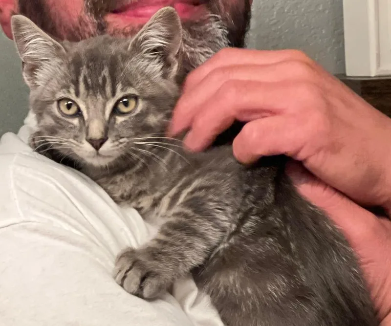 A baby medium-sized female Gray / Blue / Silver Tabby cat named Charley for adoption in Redlands, CA