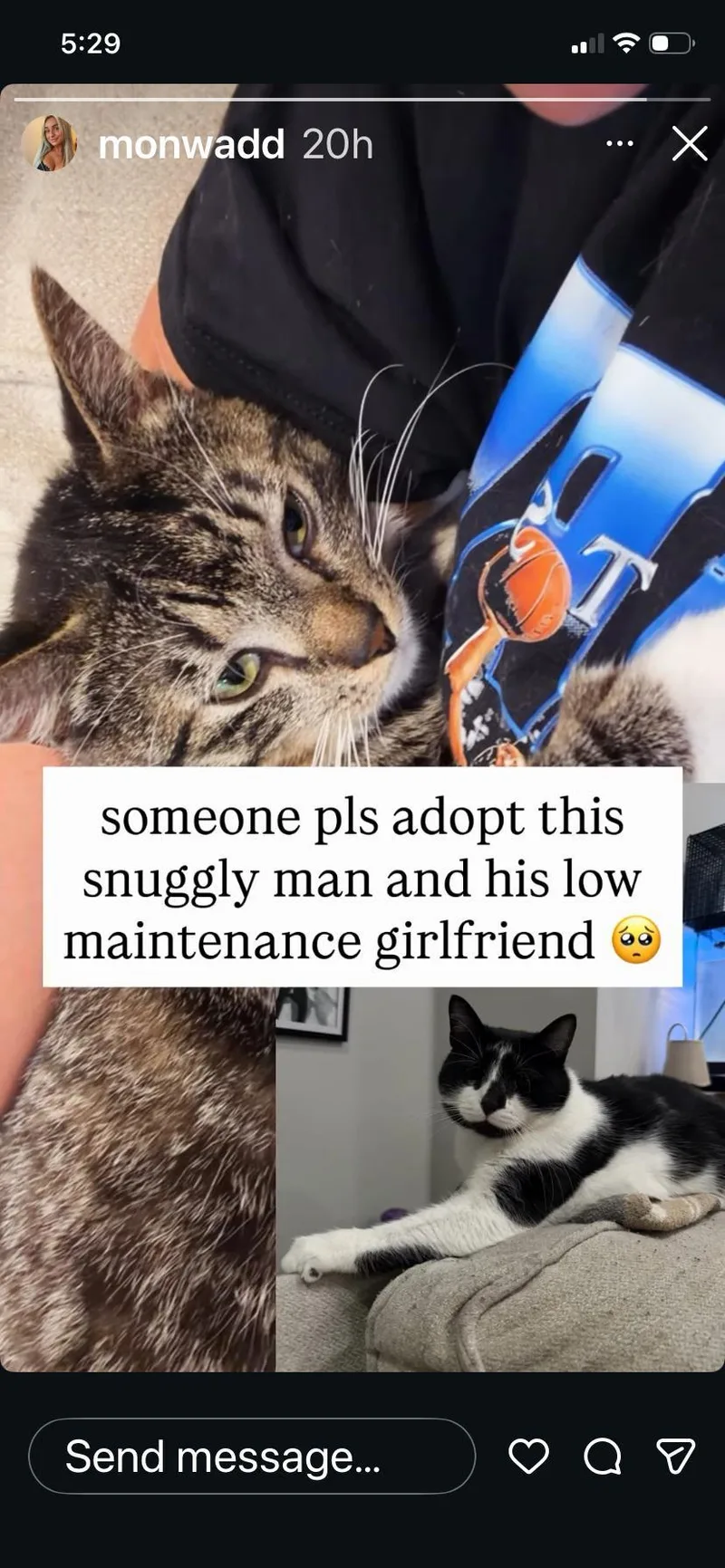 A young small-sized male Tabby cat named Squish And Honey for adoption in Hockessin, DE