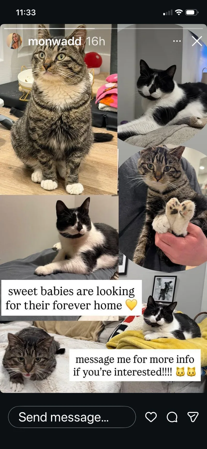 Squish And Honey thumbnail 2