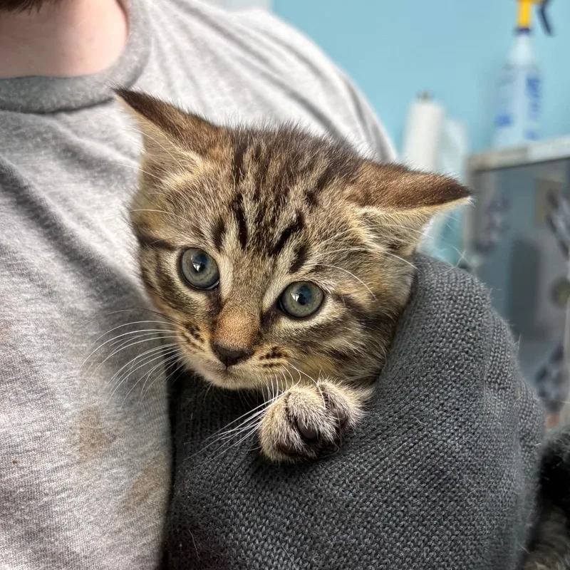 A baby medium-sized male Brown / Chocolate Domestic Short Hair cat named Falcon for adoption in New Fairfield, CT