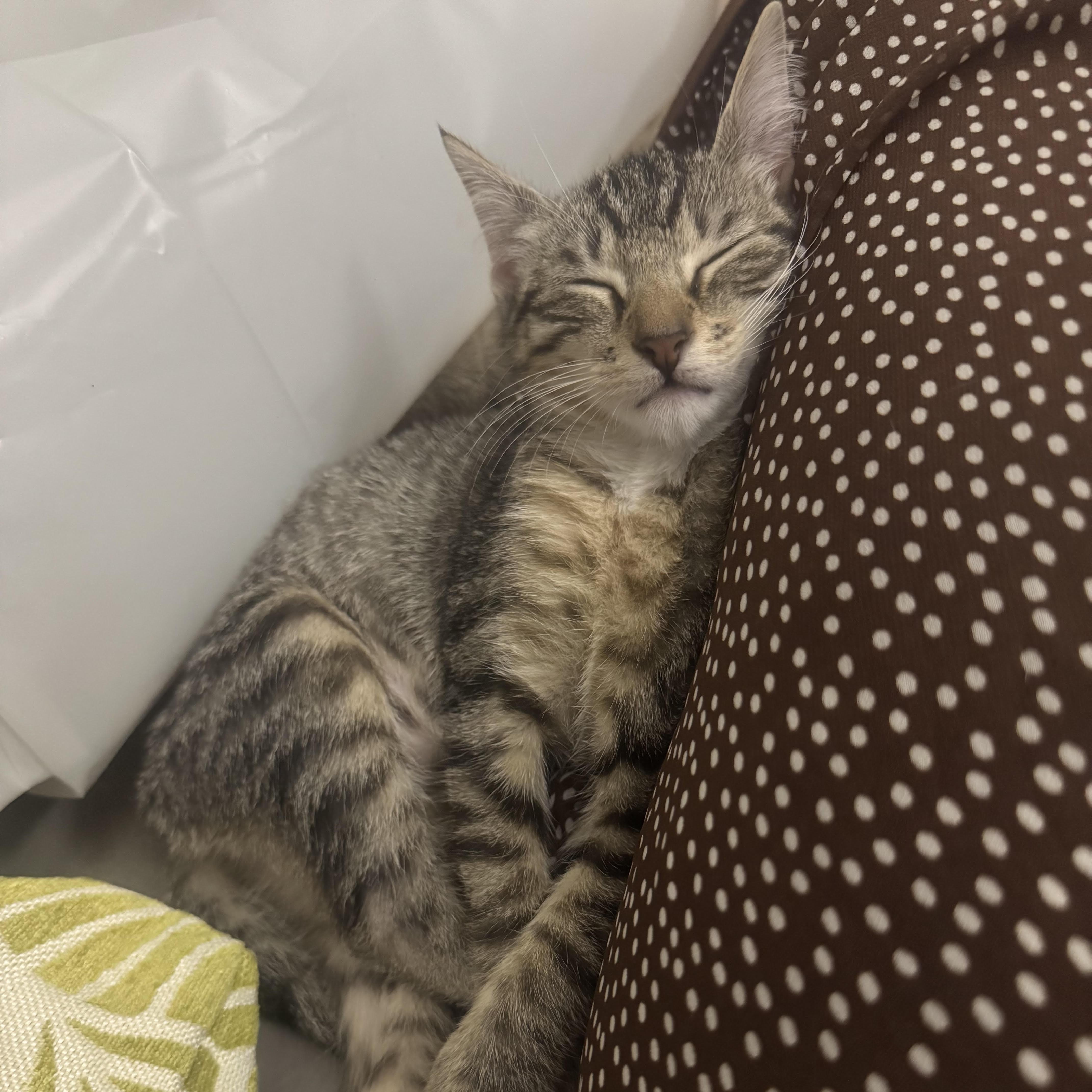 Suki thumbnail 6