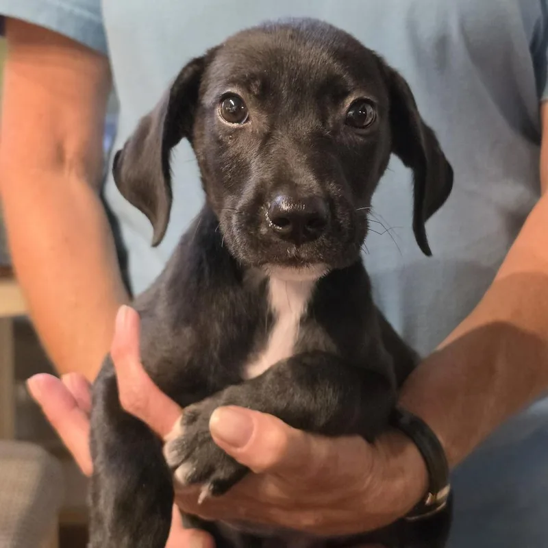 A baby medium-sized male Black Mixed Breed dog named Cheese for adoption in QUINCY, FL