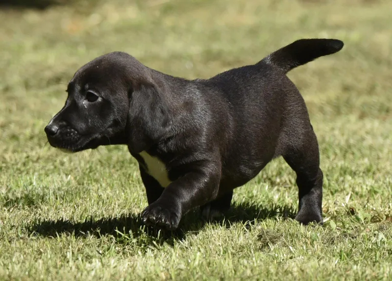 A baby small-sized female Dachshund dog named Juliette for adoption in Mechanicsburg, PA