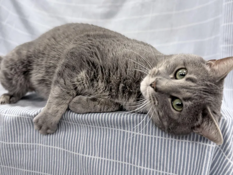 An adult large-sized male Tabby (Gray / Blue / Silver) Domestic Short Hair cat named Judge for adoption in Brooks, ME