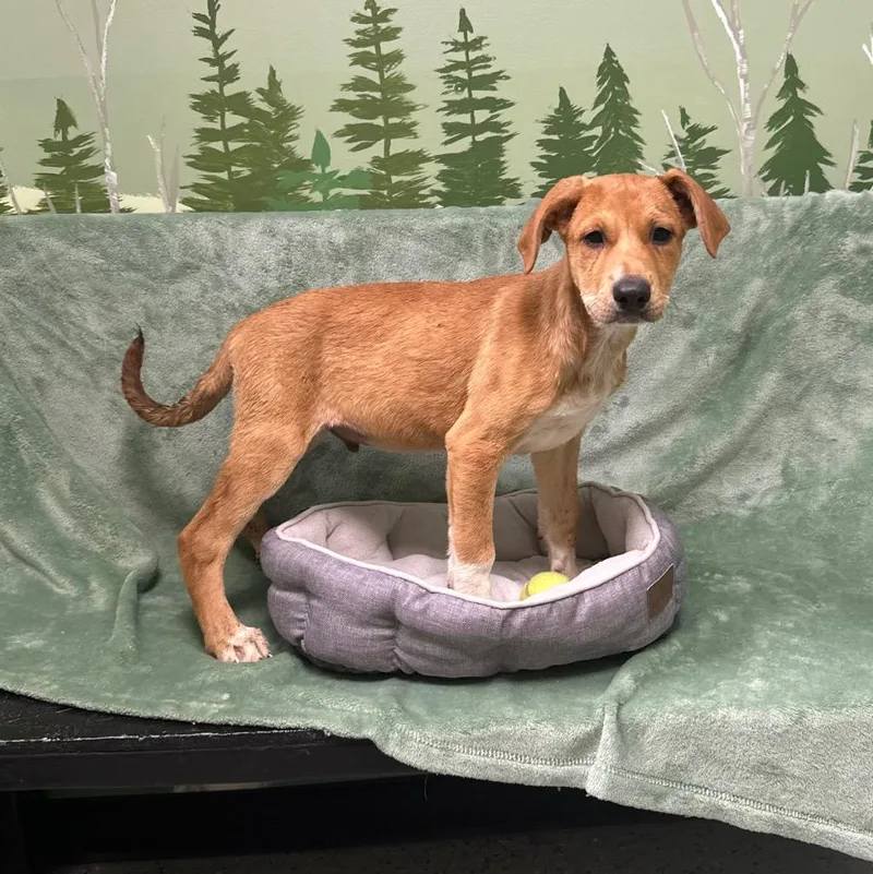 A baby medium-sized male Doberman Pinscher dog named Stetson for adoption in Logan, UT