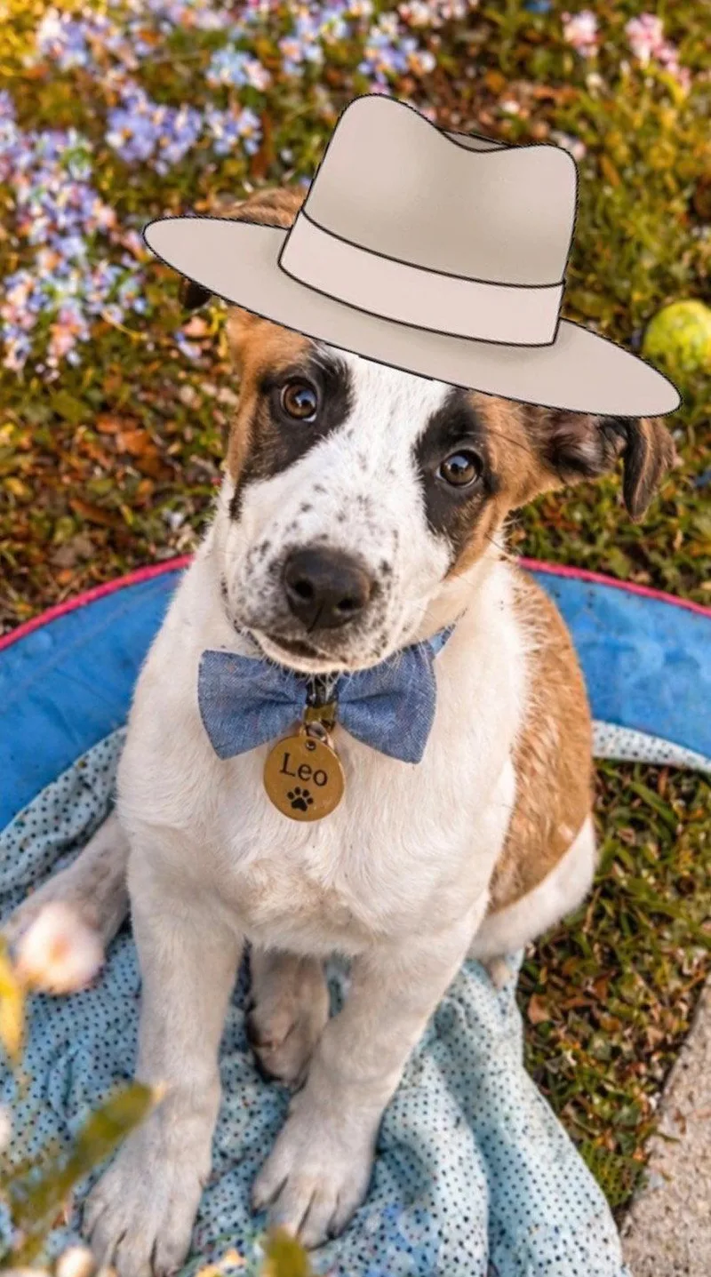 A baby medium-sized male Border Collie dog named Leo for adoption in Winter Park, FL