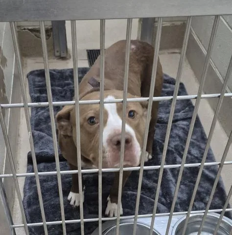 An adult medium-sized female Pit Bull Terrier dog named Kate for adoption in Decatur, IL