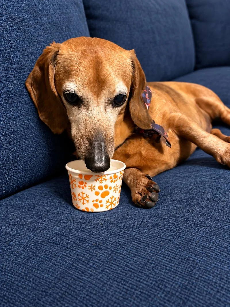 A senior small-sized male Dachshund dog named Rex for adoption in Stoughton, MA