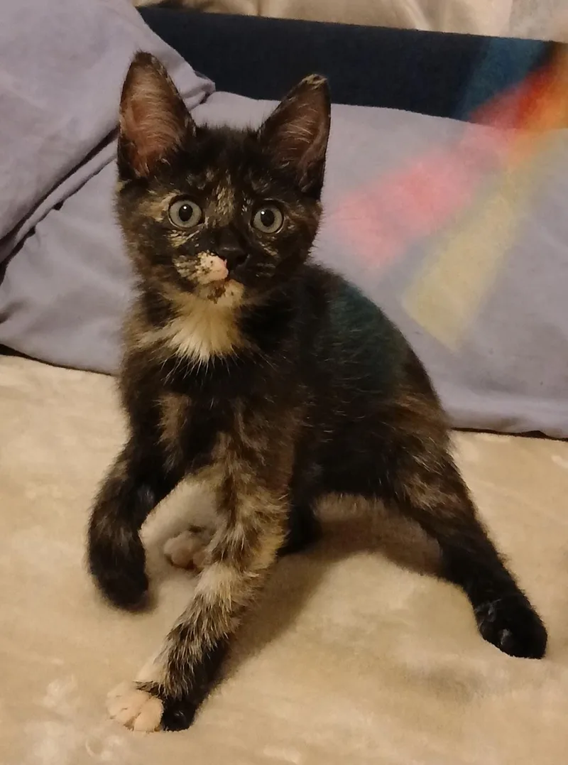 A baby medium-sized female Tortoiseshell cat named Swiss Sister Of for adoption in Spring Branch, TX
