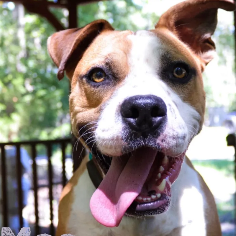 An adult medium-sized male Yellow / Tan / Blond / Fawn American Staffordshire Terrier dog named Mac for adoption in Hagerstown, MD