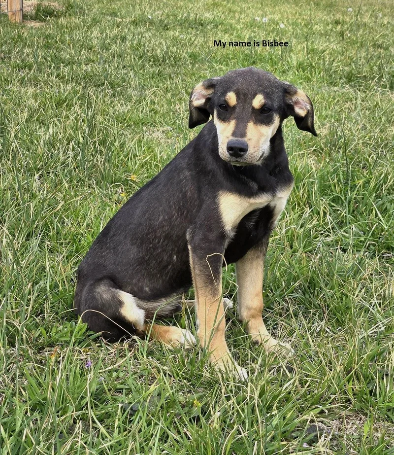 A baby medium-sized male Black Shepherd dog named Bisbee for adoption in Byrdstown, TN