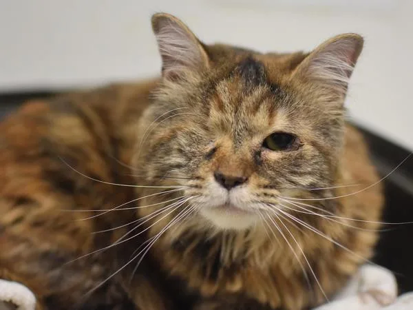 An adult small-sized female Domestic Medium Hair cat named Lux for adoption in Portland, OR