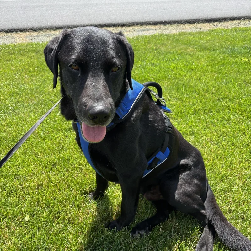 An adult large-sized male Labrador Retriever dog named Lucky in Vermont for adoption in Waitsfield, VT