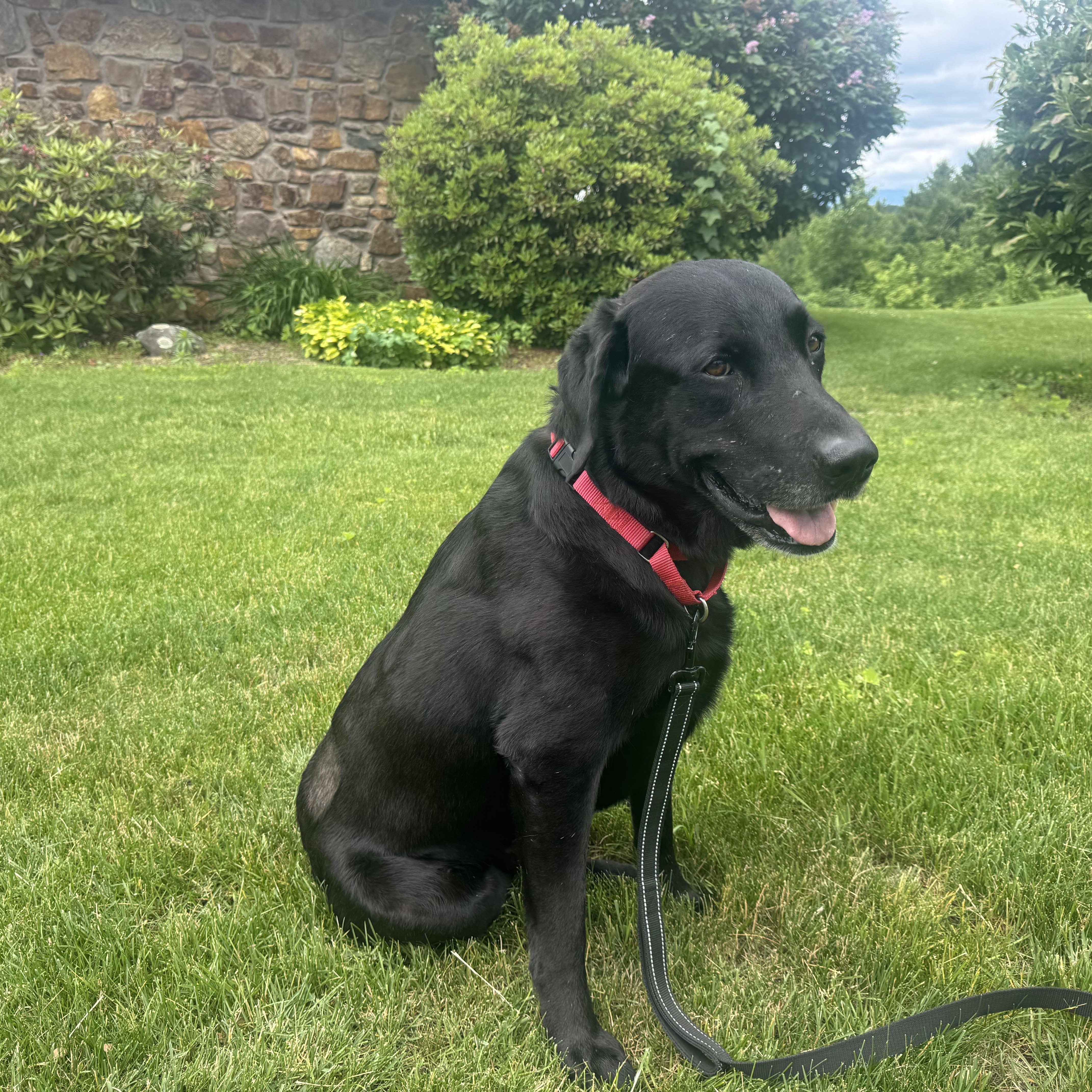 Lucky  in Vermont thumbnail 2