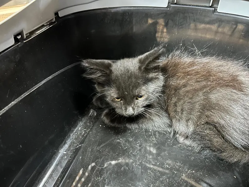 A baby medium-sized male Domestic Short Hair cat named Thrive for adoption in Nacogdoches, TX