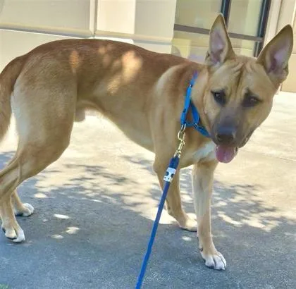 A young medium-sized male Belgian Shepherd / Malinois dog named Mr. One for adoption in Seattle, WA